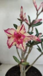 Planta Dobrada 3281 – 30cm – 03 anos