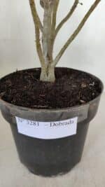 Planta Dobrada 3281 – 30cm – 03 anos - Imagem 7