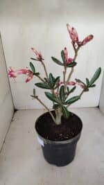 Planta Dobrada 3281 – 30cm – 03 anos - Imagem 6
