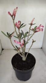 Planta Dobrada 3281 – 30cm – 03 anos - Imagem 5