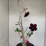 Planta Dobrada 3282 – 60cm – 04 anos