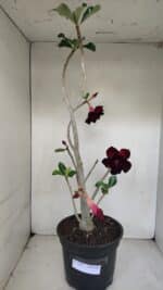 Planta Dobrada 3282 – 60cm – 04 anos