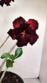 Planta Dobrada 3282 – 60cm – 04 anos - Imagem 3