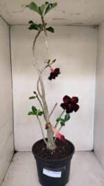 Planta Dobrada 3282 – 60cm – 04 anos - Imagem 5