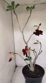 Planta Dobrada 3282 – 60cm – 04 anos - Imagem 7