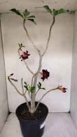 Planta Dobrada 3282 – 60cm – 04 anos - Imagem 6