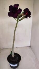 Planta Dobrada 3283 – 35cm – 03 anos - Imagem 2