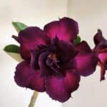 Planta Dobrada 3283 – 35cm – 03 anos