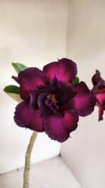 Planta Dobrada 3283 – 35cm – 03 anos