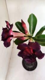 Planta Dobrada 3283 – 35cm – 03 anos - Imagem 4