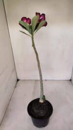 Planta Dobrada 3283 – 35cm – 03 anos - Imagem 7