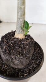 Planta Dobrada 3283 – 35cm – 03 anos - Imagem 9