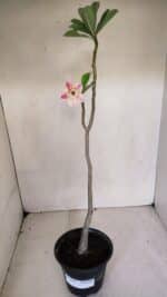 Planta Dobrada 3284 – 35cm – 03 anos - Imagem 2