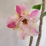 Planta Dobrada 3284 – 35cm – 03 anos