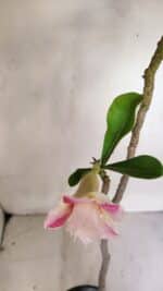 Planta Dobrada 3284 – 35cm – 03 anos - Imagem 4