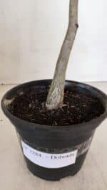 Planta Dobrada 3284 – 35cm – 03 anos - Imagem 6