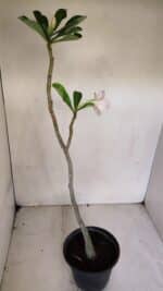 Planta Dobrada 3284 – 35cm – 03 anos - Imagem 5