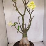 Planta Dobrada 3285 – 60cm – 05 anos