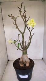 Planta Dobrada 3285 – 60cm – 05 anos