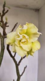 Planta Dobrada 3285 – 60cm – 05 anos - Imagem 3