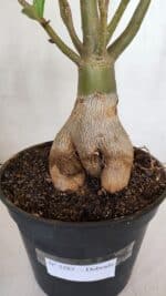 Planta Dobrada 3285 – 60cm – 05 anos - Imagem 6