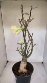 Planta Dobrada 3285 – 60cm – 05 anos - Imagem 9