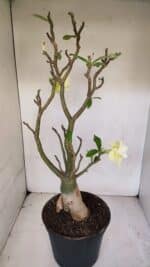 Planta Dobrada 3285 – 60cm – 05 anos - Imagem 8