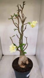 Planta Dobrada 3285 – 60cm – 05 anos - Imagem 7