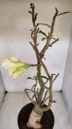 Planta Dobrada 3285 – 60cm – 05 anos - Imagem 5