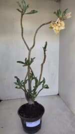 Planta Dobrada 3286 – 35cm – 03 anos - Imagem 2