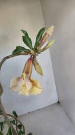 Planta Dobrada 3286 – 35cm – 03 anos - Imagem 4