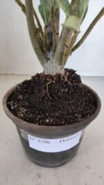 Planta Dobrada 3286 – 35cm – 03 anos - Imagem 8