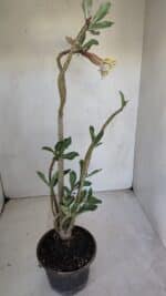 Planta Dobrada 3286 – 35cm – 03 anos - Imagem 7