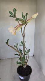 Planta Dobrada 3286 – 35cm – 03 anos - Imagem 6