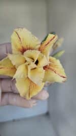 Planta Dobrada 3286 – 35cm – 03 anos - Imagem 5