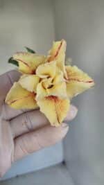 Planta Dobrada 3286 – 35cm – 03 anos