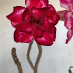 Planta Dobrada 3287 – 45cm – 03 anos