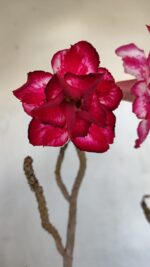 Planta Dobrada 3287 – 45cm – 03 anos