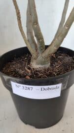 Planta Dobrada 3287 – 45cm – 03 anos - Imagem 6