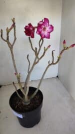 Planta Dobrada 3287 – 45cm – 03 anos - Imagem 2