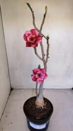 Planta Dobrada 3288 – 35cm – 03 anos - Imagem 2