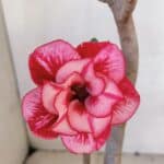 Planta Dobrada 3288 – 35cm – 03 anos