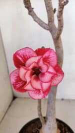 Planta Dobrada 3288 – 35cm – 03 anos