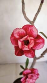 Planta Dobrada 3288 – 35cm – 03 anos - Imagem 5