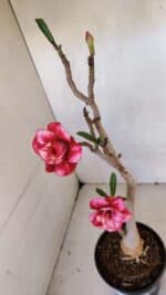 Planta Dobrada 3288 – 35cm – 03 anos - Imagem 4