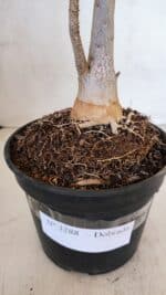 Planta Dobrada 3288 – 35cm – 03 anos - Imagem 8