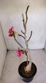 Planta Dobrada 3288 – 35cm – 03 anos - Imagem 6