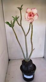 Planta Dobrada 3289 – 35cm – 03 anos - Imagem 2