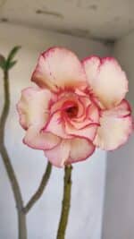 Planta Dobrada 3289 – 35cm – 03 anos