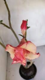 Planta Dobrada 3289 – 35cm – 03 anos - Imagem 4